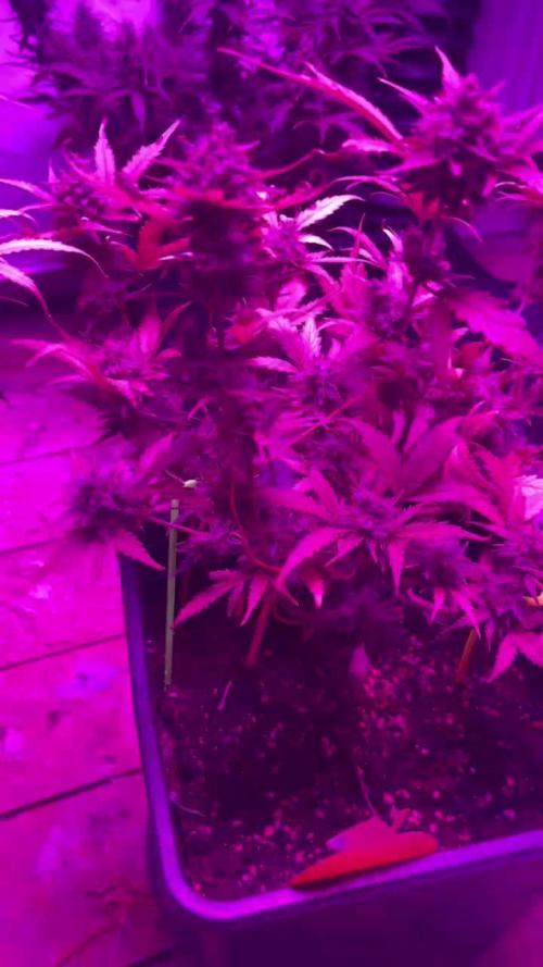 sweet seeds