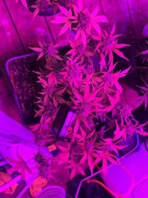 sweet seeds. Week 11 - superboof 2