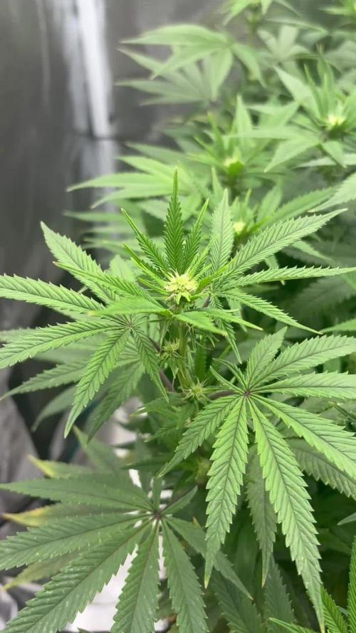 Limelight Wizard Tree