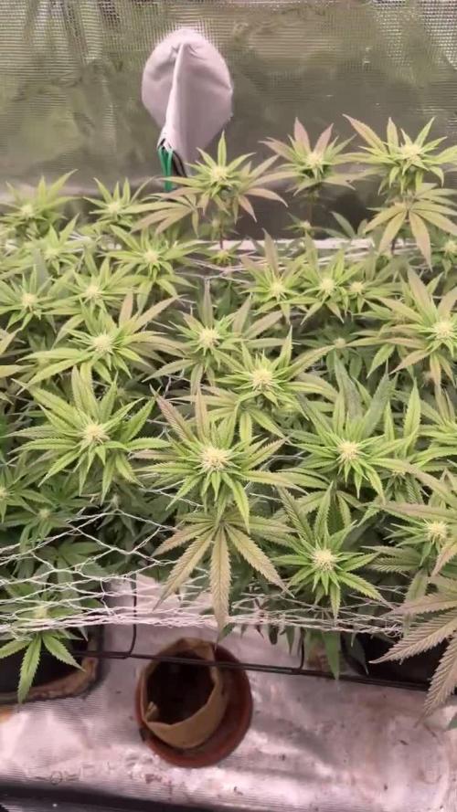 Limelight Wizard Tree