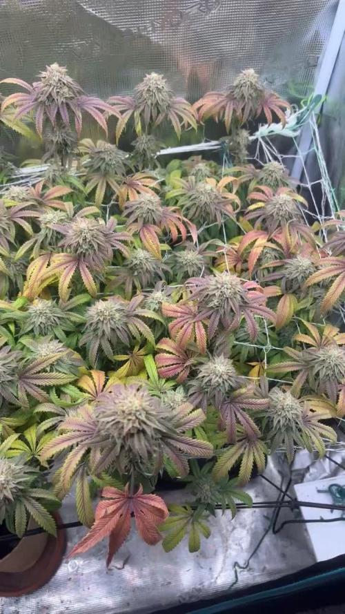 Limelight Wizard Tree