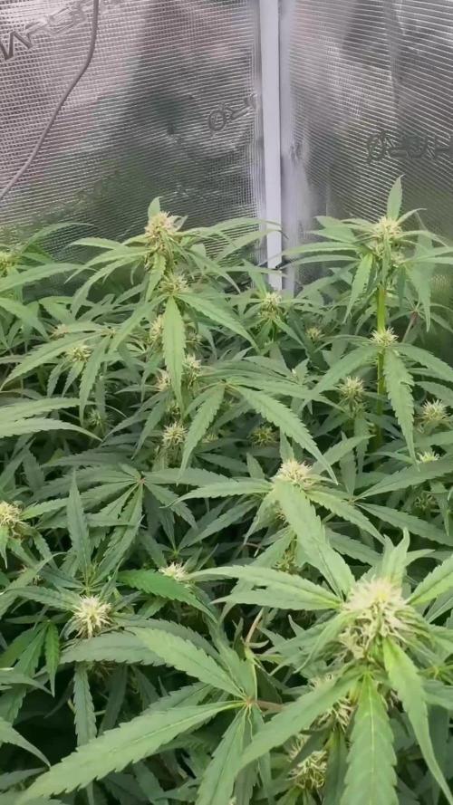 Six shoot Auto 🥥🥥