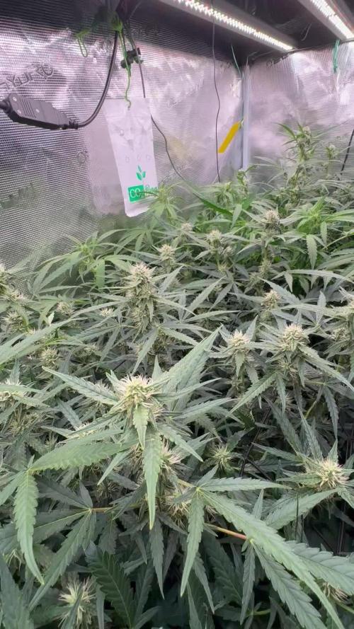 Six shoot Auto 🥥🥥