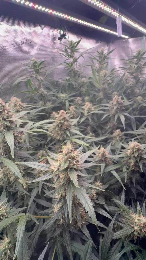 Six shoot Auto 🥥🥥