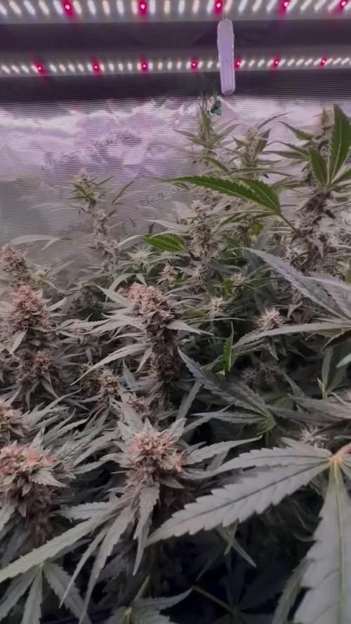 Six shoot Auto 🥥🥥