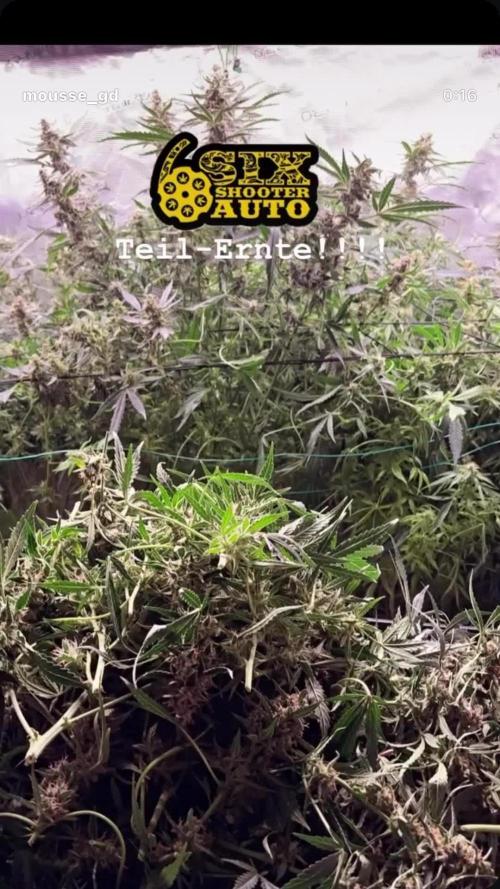 Six shoot Auto 🥥🥥