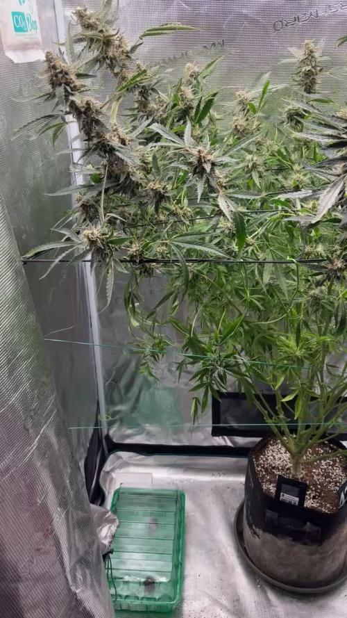 Six shoot Auto 🥥🥥