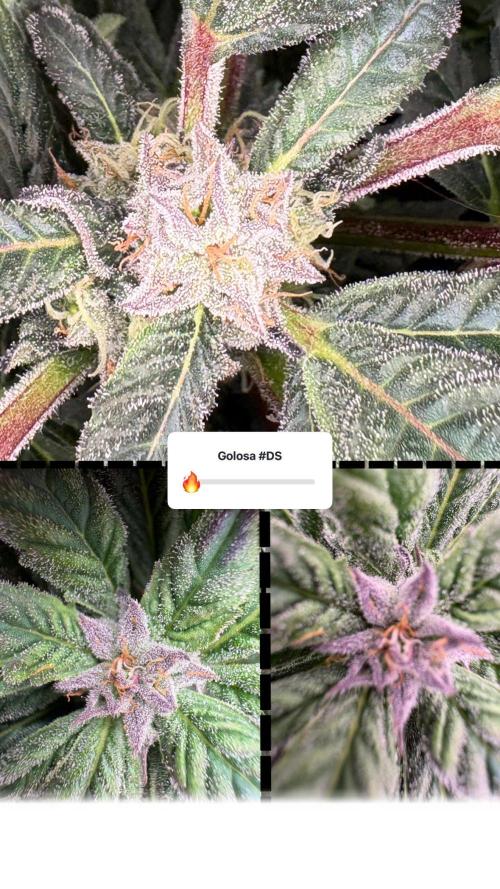 Golosa 🥥🥥. Week 25