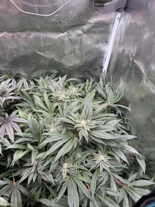 Golosa 🥥🥥. Week 25