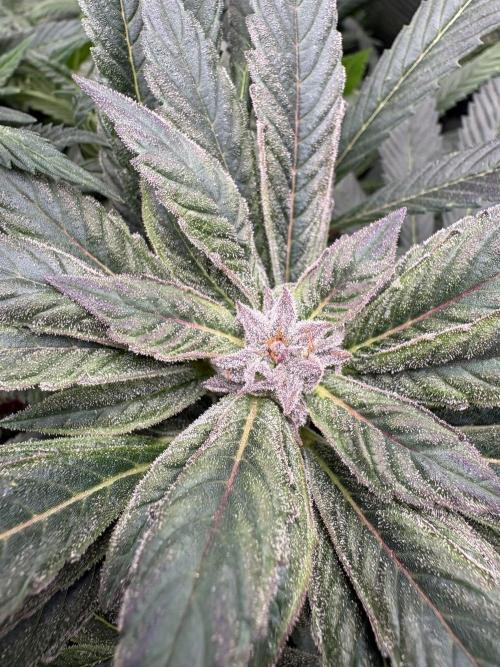 Golosa 🥥🥥. Week 25
