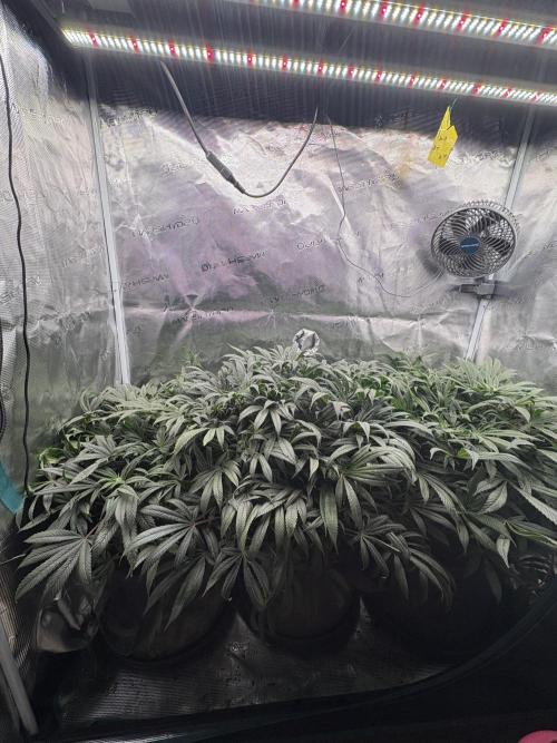 Golosa 🥥🥥. Week 25