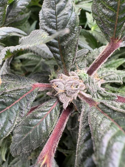 Golosa 🥥🥥. Week 26