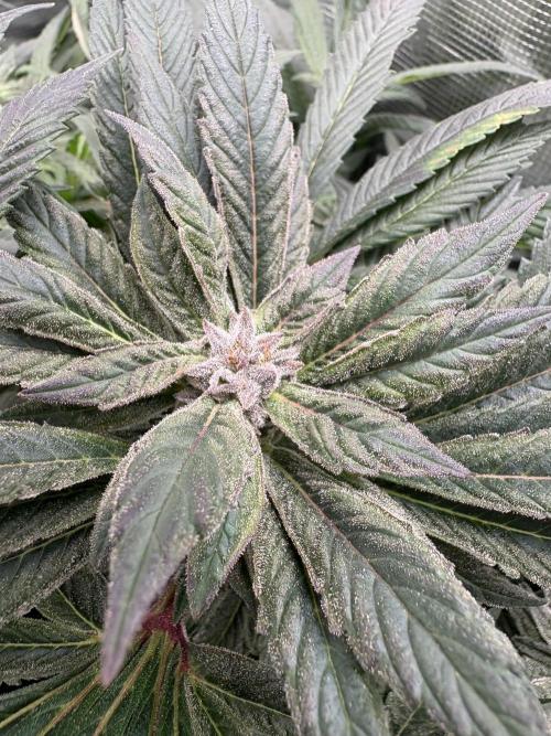 Golosa 🥥🥥. Week 26