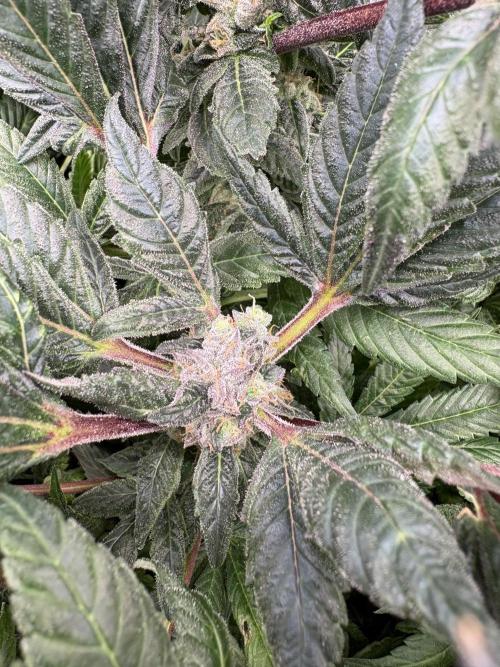 Golosa 🥥🥥. Week 26