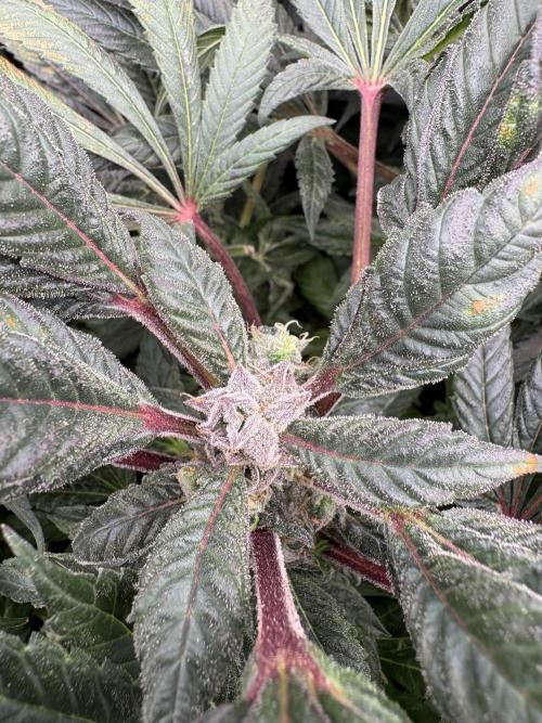Golosa 🥥🥥. Week 26