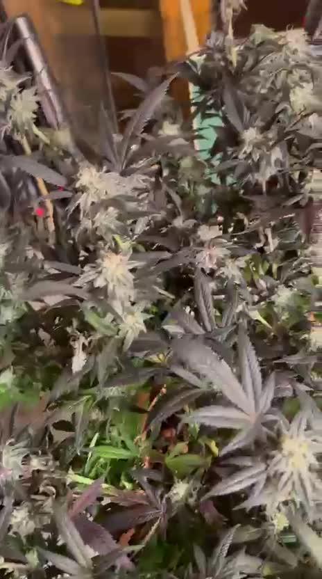 Dantes Inferno #8 & Permanent Marker