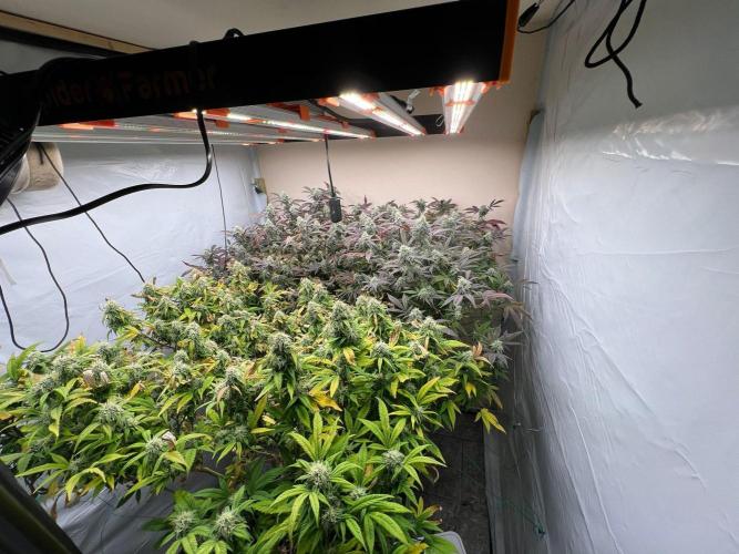 Dutch Passion / 2 Plants 1,56m2. Week 30