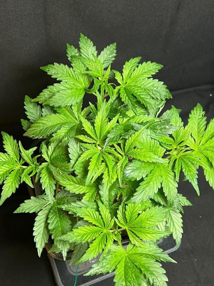 Permanent Pie. Week 5