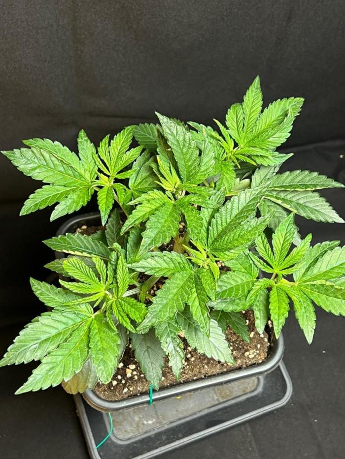 Zorroz X Zangria. Week 5