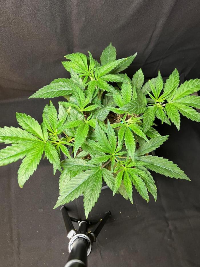 Liquid Hydrogen Peach. Week 5