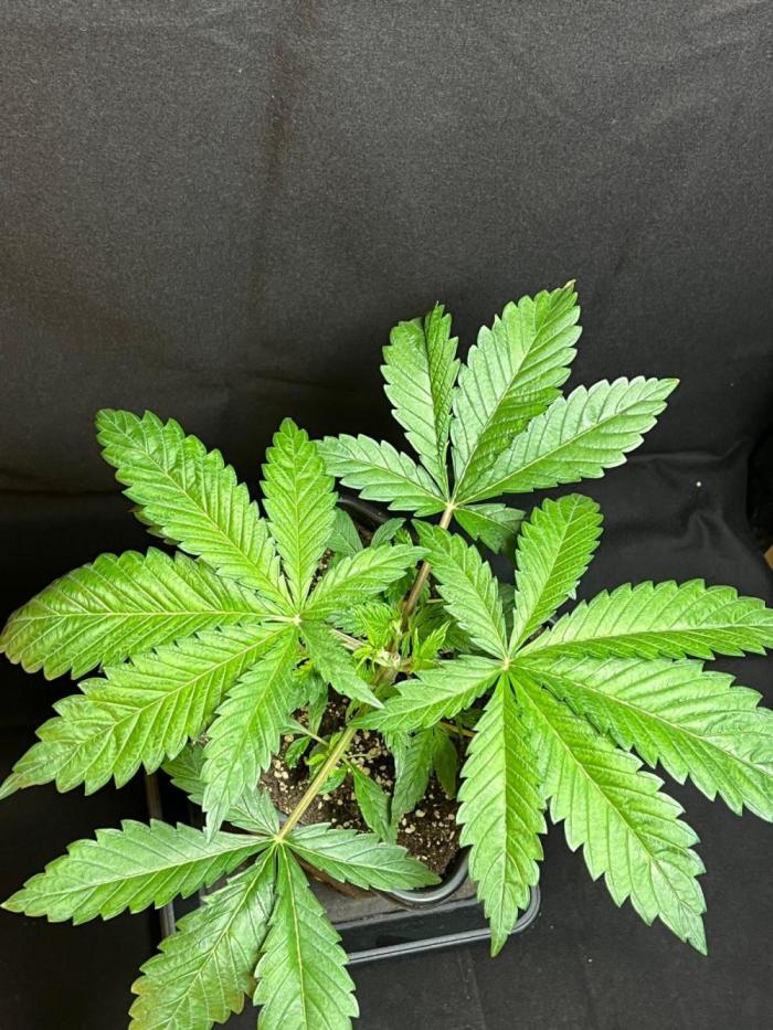 Tropicana Cookies. Week 5