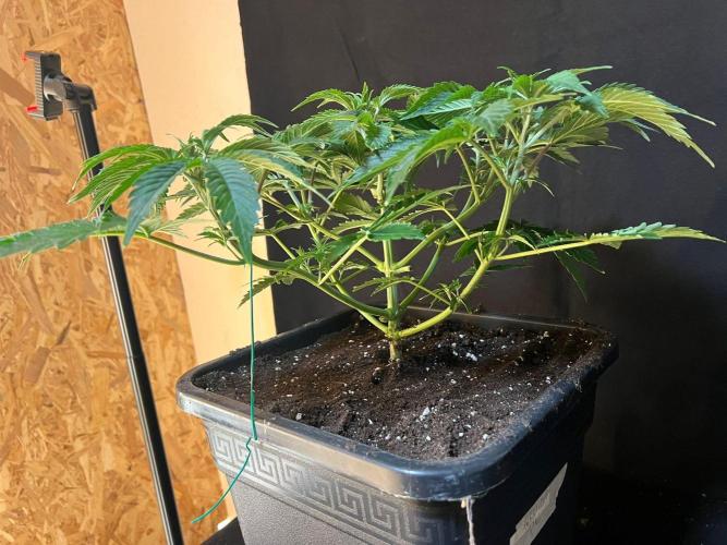 Permanent Pie. Week 6