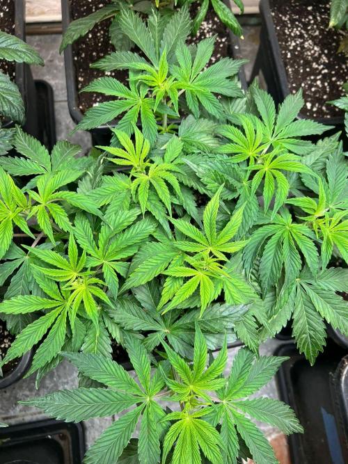 Permanent Pie. Week 6