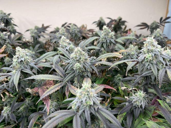 Dutch Passion / 2 Plants 1,56m2. Week 31