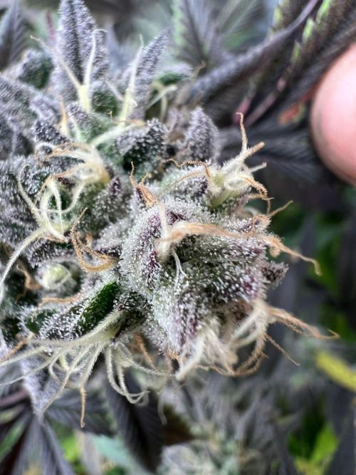 Dutch Passion / 2 Plants 1,56m2. Week 31