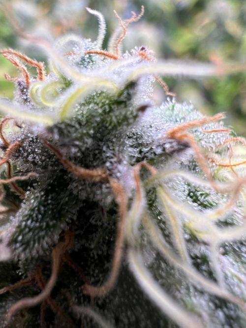 Dutch Passion / 2 Plants 1,56m2. Week 31