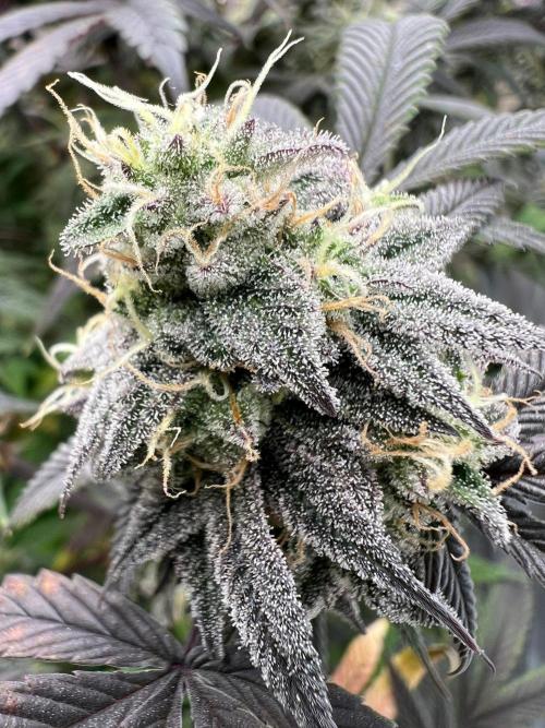 Dutch Passion / 2 Plants 1,56m2. Week 31