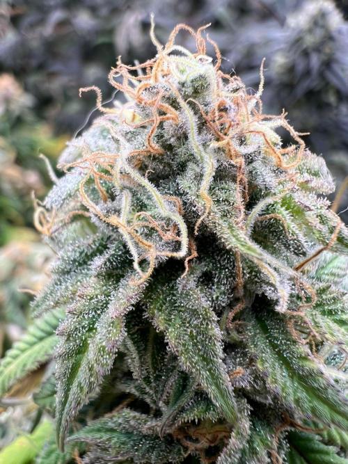 Dutch Passion / 2 Plants 1,56m2. Week 31