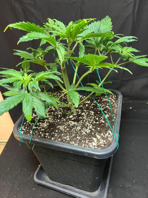 Tropicana Cookies. Week 6