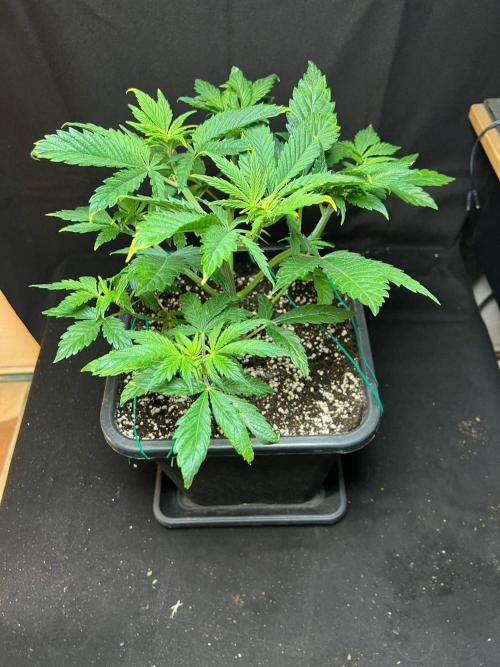 Tropicana Cookies. Week 6