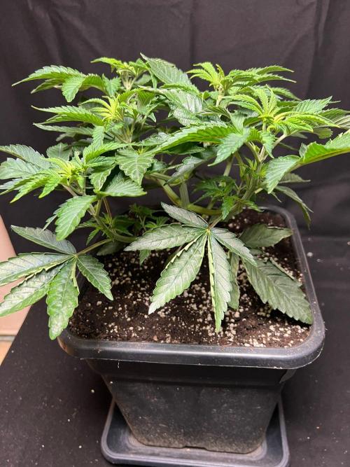 Zorroz X Zangria. Week 6