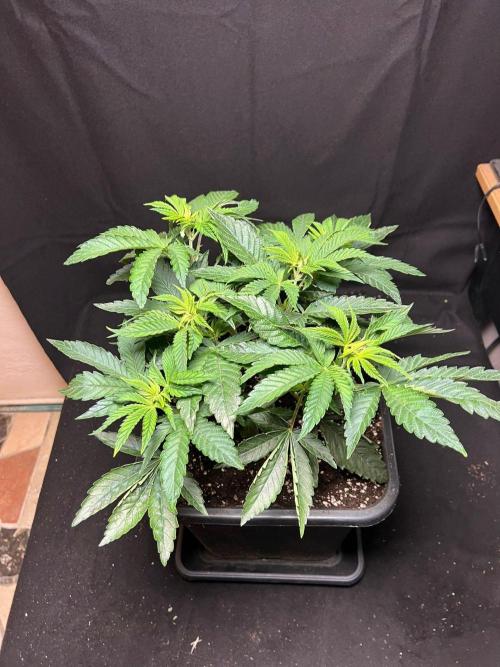 Zorroz X Zangria. Week 6