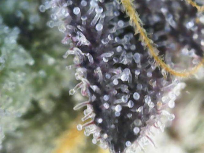 Dutch Passion / 2 Plants 1,56m2. Week 32