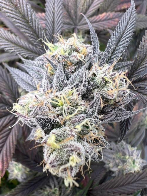 Dutch Passion / 2 Plants 1,56m2. Week 32