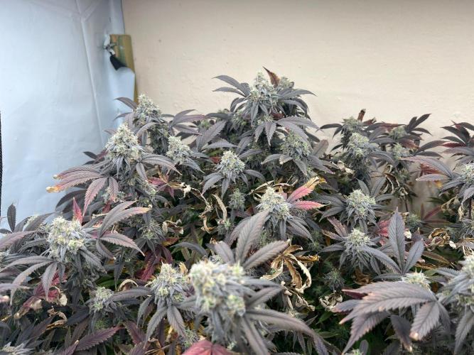 Dutch Passion / 2 Plants 1,56m2. Week 32