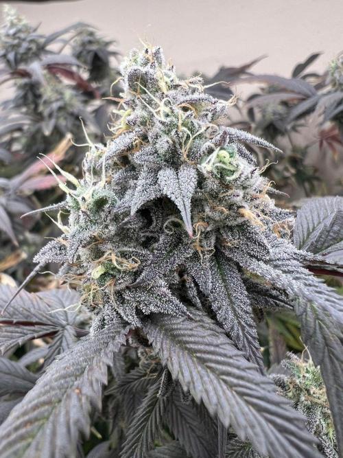 Dutch Passion / 2 Plants 1,56m2. Week 32