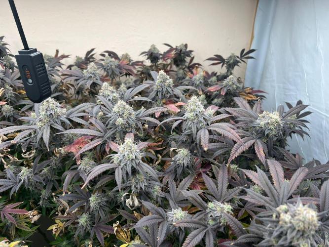 Dutch Passion / 2 Plants 1,56m2. Week 32