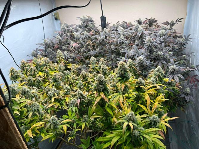 Dutch Passion / 2 Plants 1,56m2. Week 32