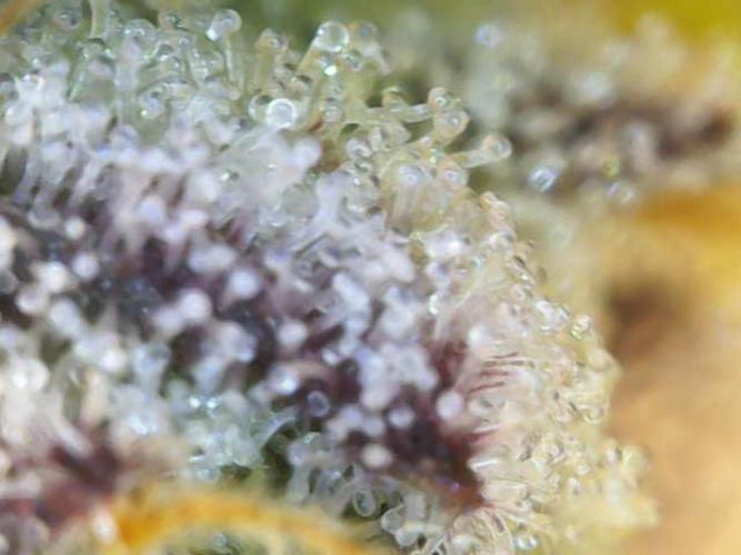 Dutch Passion / 2 Plants 1,56m2. Week 32