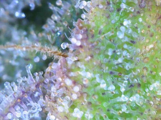 Dutch Passion / 2 Plants 1,56m2. Week 32