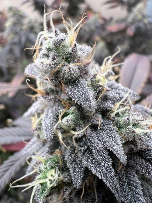 Dutch Passion / 2 Plants 1,56m2. Week 32