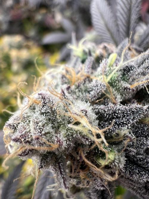 Dutch Passion / 2 Plants 1,56m2. Week 32