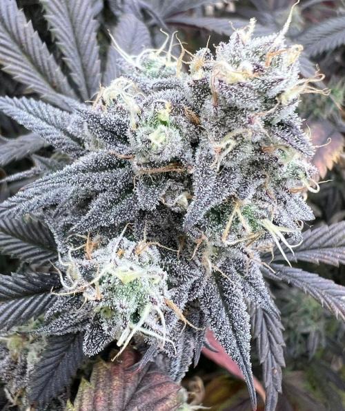 Dutch Passion / 2 Plants 1,56m2. Week 32