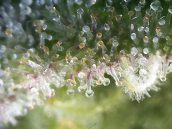 Dutch Passion / 2 Plants 1,56m2. Week 32