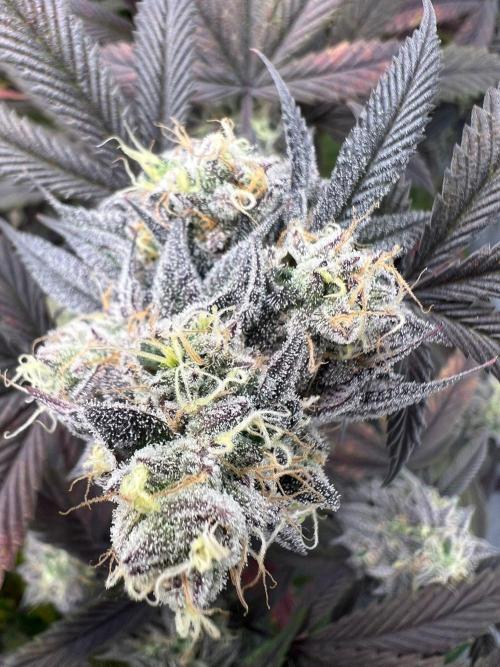 Dutch Passion / 2 Plants 1,56m2. Week 32