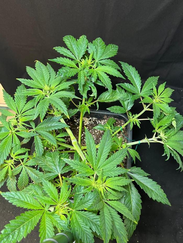 Tropicana Cookies. Week 7